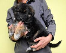 VELERIA, Hund, Mischlingshund in Italien - Bild 24