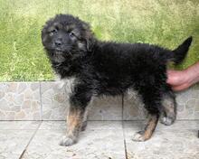VELERIA, Hund, Mischlingshund in Italien - Bild 25