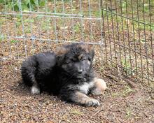 VELERIA, Hund, Mischlingshund in Italien - Bild 26