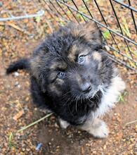 VELERIA, Hund, Mischlingshund in Italien - Bild 27