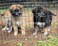 VELERIA, Hund, Mischlingshund in Italien - Bild 28
