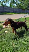 ROZIKA, Hund, Mischlingshund in Ungarn - Bild 2