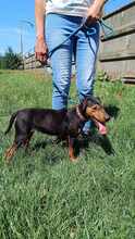 ROZIKA, Hund, Mischlingshund in Ungarn - Bild 3