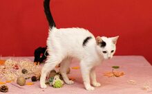 RUKHSHONA, Katze, Europäisch Kurzhaar-Mix in Hennickendorf - Bild 2