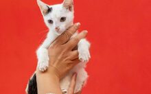 RUKHSHONA, Katze, Europäisch Kurzhaar-Mix in Hennickendorf - Bild 6