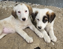 HELMO, Hund, Mischlingshund in Griechenland - Bild 4