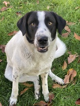 PENNY, Hund, Mischlingshund in Griechenland - Bild 13