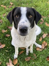 PENNY, Hund, Mischlingshund in Griechenland - Bild 2