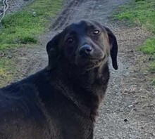 LILLY, Hund, Labrador-Mix in Rumänien - Bild 1