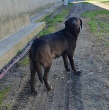 LILLY, Hund, Labrador-Mix in Rumänien - Bild 2