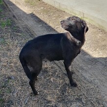 LILLY, Hund, Labrador-Mix in Rumänien - Bild 3