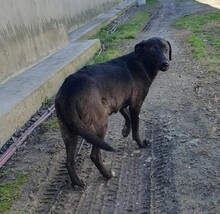 LILLY, Hund, Labrador-Mix in Rumänien - Bild 5