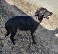 LILLY, Hund, Labrador-Mix in Rumänien - Bild 6