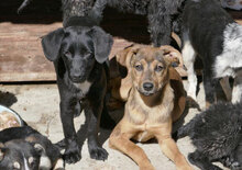 BECCA, Hund, Mischlingshund in Bulgarien - Bild 10