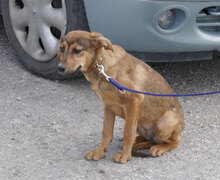 BECCA, Hund, Mischlingshund in Bulgarien - Bild 2