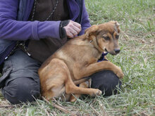 BECCA, Hund, Mischlingshund in Bulgarien - Bild 3