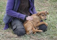 BECCA, Hund, Mischlingshund in Bulgarien - Bild 4