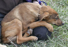 BECCA, Hund, Mischlingshund in Bulgarien - Bild 5