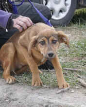 BECCA, Hund, Mischlingshund in Bulgarien - Bild 6