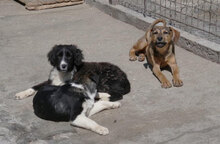 BECCA, Hund, Mischlingshund in Bulgarien - Bild 8