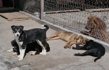 BECCA, Hund, Mischlingshund in Bulgarien - Bild 9