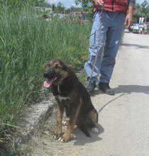 KOJO, Hund, Mischlingshund in Bulgarien - Bild 2