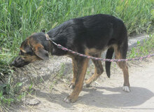 KOJO, Hund, Mischlingshund in Bulgarien - Bild 4