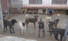 KOJO, Hund, Mischlingshund in Bulgarien - Bild 9