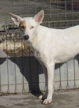 KARLA, Hund, Podenco-Mix in Bulgarien - Bild 1