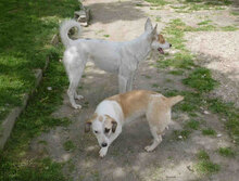 KARLA, Hund, Podenco-Mix in Bulgarien - Bild 10