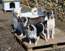 KARLA, Hund, Podenco-Mix in Bulgarien - Bild 11