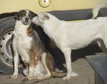 KARLA, Hund, Podenco-Mix in Bulgarien - Bild 2