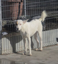 KARLA, Hund, Podenco-Mix in Bulgarien - Bild 3