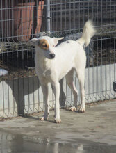 KARLA, Hund, Podenco-Mix in Bulgarien - Bild 4