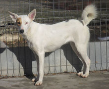 KARLA, Hund, Podenco-Mix in Bulgarien - Bild 6