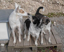 KARLA, Hund, Podenco-Mix in Bulgarien - Bild 7