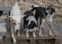 KARLA, Hund, Podenco-Mix in Bulgarien - Bild 8