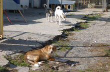 KARLA, Hund, Podenco-Mix in Bulgarien - Bild 9