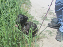 YALE, Hund, Mischlingshund in Bulgarien - Bild 8