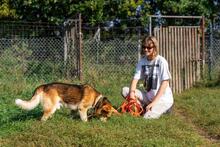 BODZIO, Hund, Mischlingshund in Polen - Bild 11