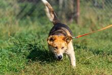 BODZIO, Hund, Mischlingshund in Polen - Bild 13