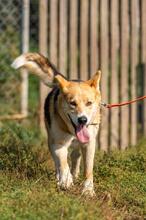 BODZIO, Hund, Mischlingshund in Polen - Bild 14