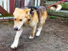 BODZIO, Hund, Mischlingshund in Polen - Bild 2