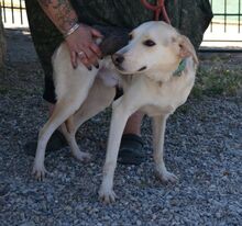 KOSTAKIS, Hund, Mischlingshund in Griechenland - Bild 10
