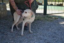 KOSTAKIS, Hund, Mischlingshund in Griechenland - Bild 11