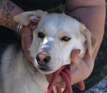 KOSTAKIS, Hund, Mischlingshund in Griechenland - Bild 8