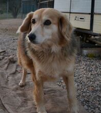 NORA, Hund, Mischlingshund in Griechenland - Bild 1