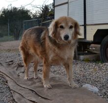 NORA, Hund, Mischlingshund in Griechenland - Bild 2