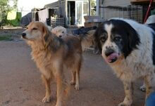 NORA, Hund, Mischlingshund in Griechenland - Bild 3