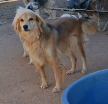 NORA, Hund, Mischlingshund in Griechenland - Bild 4